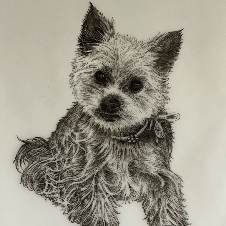 Fine Line Drawing – Small Dog 1
